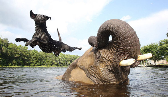 elefante-cachorro-amizade1.jpg