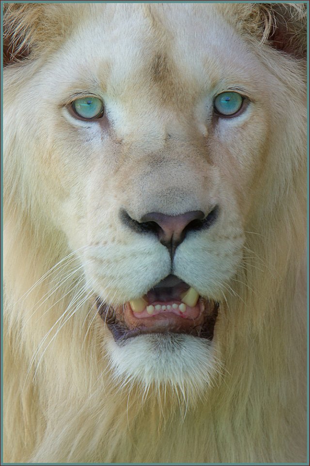 Leão Branco (2).jpg