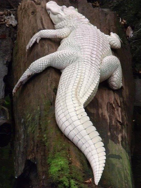 Crocodilo Albino.jpg