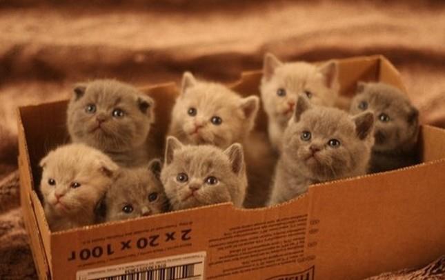gatinhos na caixa.jpg