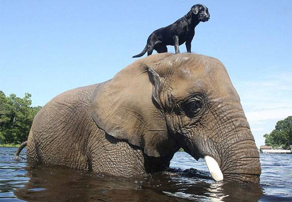 elefante-cachorro-amizade.jpg