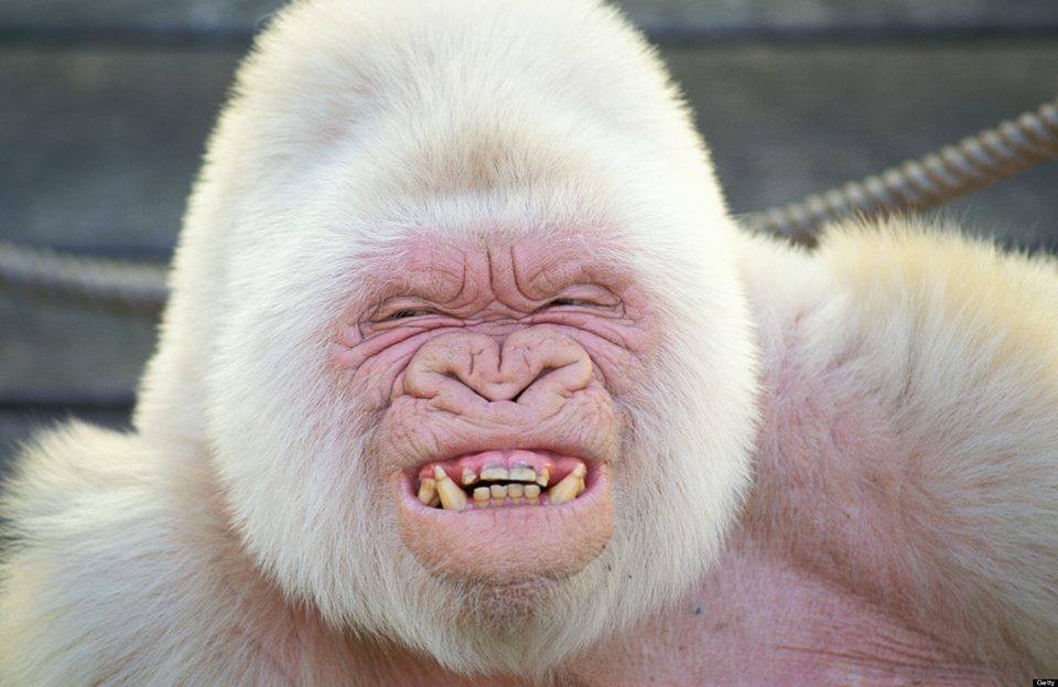 Gorila Albino.jpg