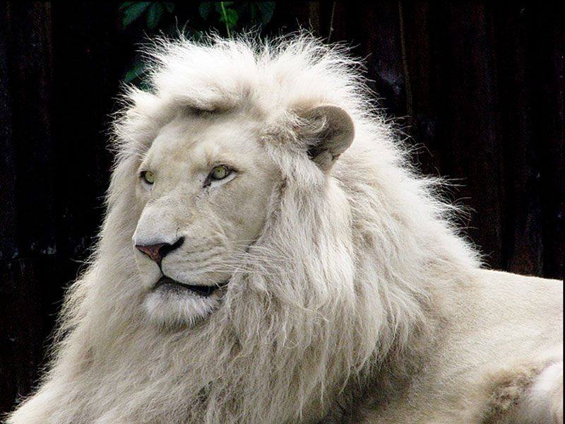 Leão Branco.jpg